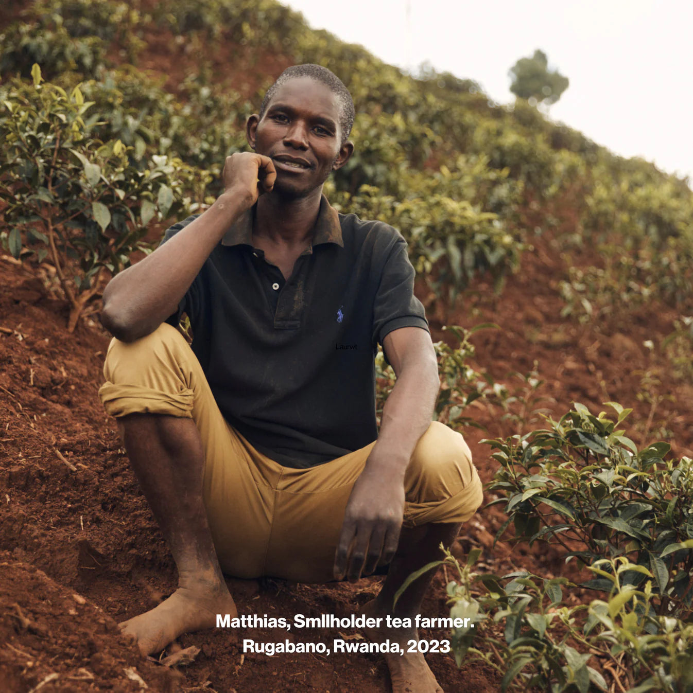 SPILL TEA STORAGE TIN